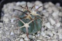 Echinocactus horizonthalonius PD 108